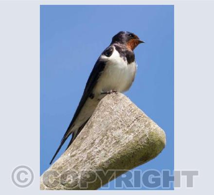 Swallow