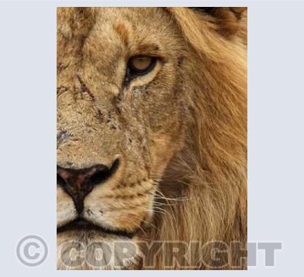 Serengeti Lion