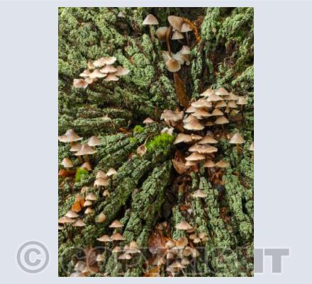 Clustered Bonnet Mushrooms