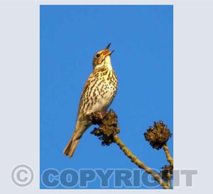 Song Thrush