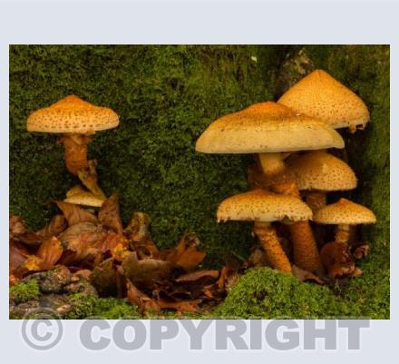 Shaggy Pholiota Mushrooms