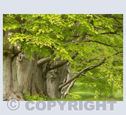 Beech Trees
