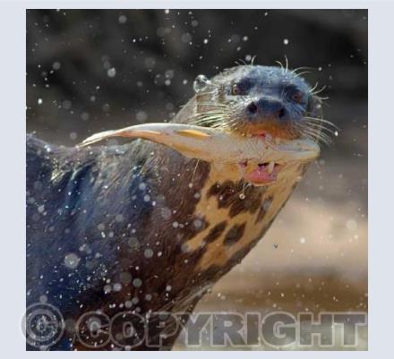 GIant Otter Catching Fish