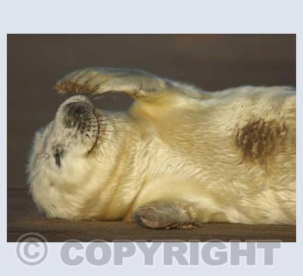 Seal Pup