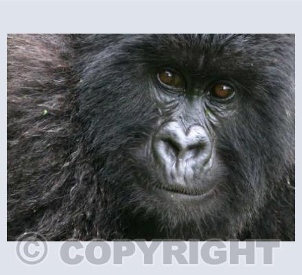 Mountain Gorilla