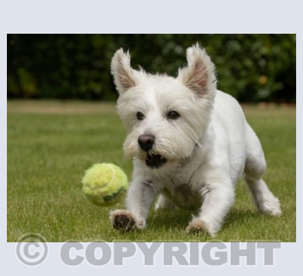 Practising My Ball Handling Skills