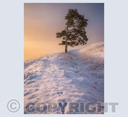 A Rabbit Before Me, Martinsell Hill