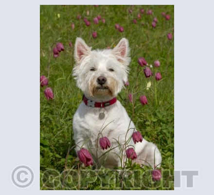Berty in Snakeshead Fritillaries