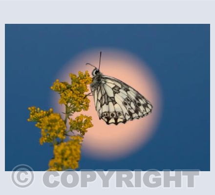 Marbled White and Moon
