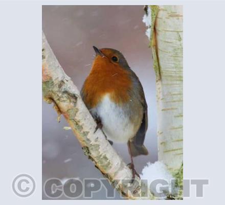 Christmas Robin