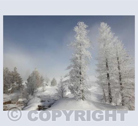 Frosted Trees