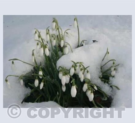 Snowdrops