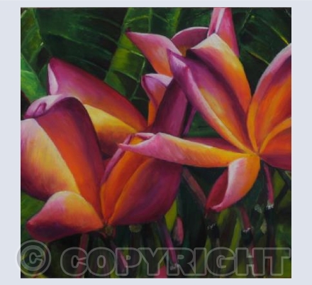 Frangipani