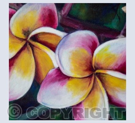 Frangipani