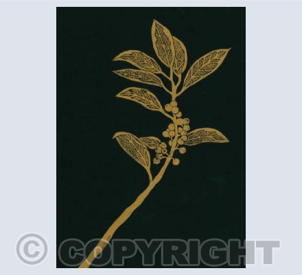 Holly (Gold/Black)