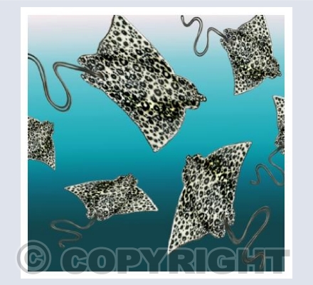 'Eagle Rays'