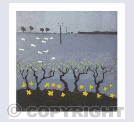 'Daffs'