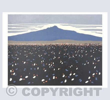Cottongrass