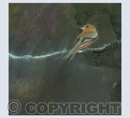Chaffinch