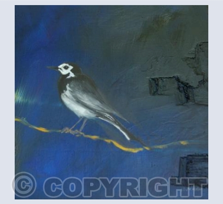 Pied Wagtail
