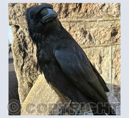The Cheeky Crow