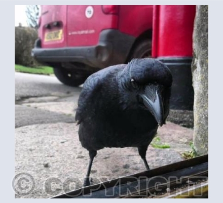 Postal Crow