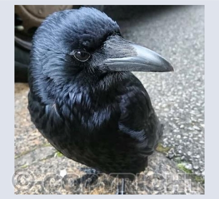 Crow