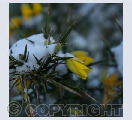 Gorse in the Snow