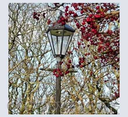 Autumn berries