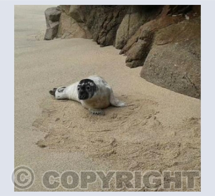 Seal