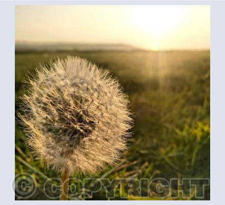 Dandelion