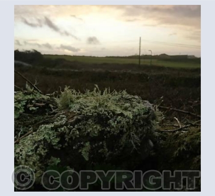 Old Wall