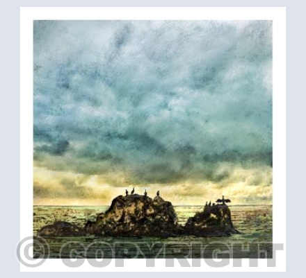 Cormorants off Mousehole