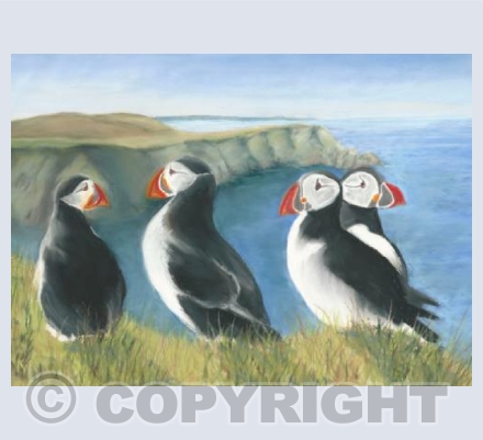 puffins on the cliff