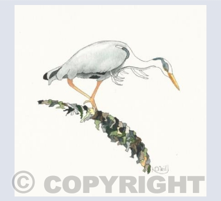 Heron fishing at Loch Fleet