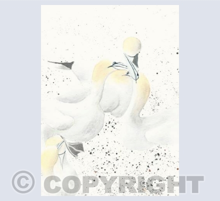 Gannets @ Troup Head