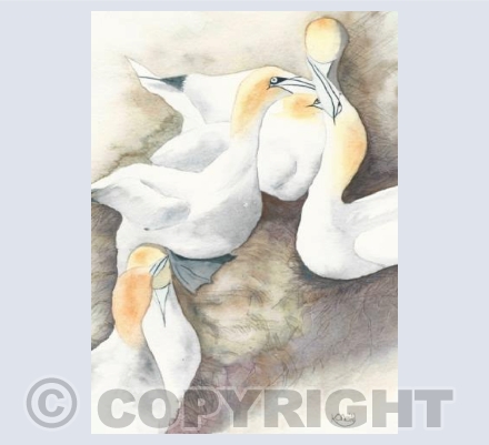 Gannet colony