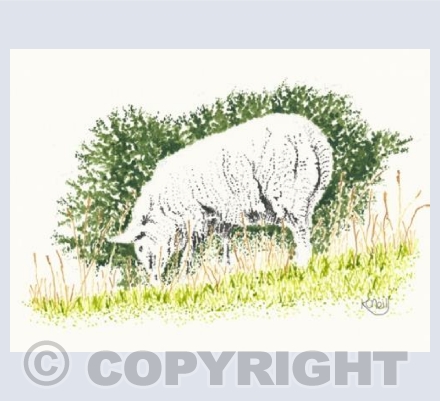 Sheepish