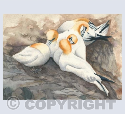 Gannets nesting