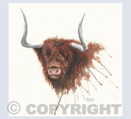 Portrait of a Highland coo