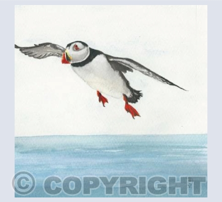 puffin in flight