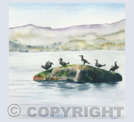 Cormorants