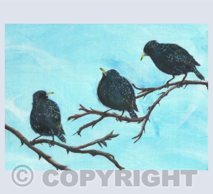 Starlings