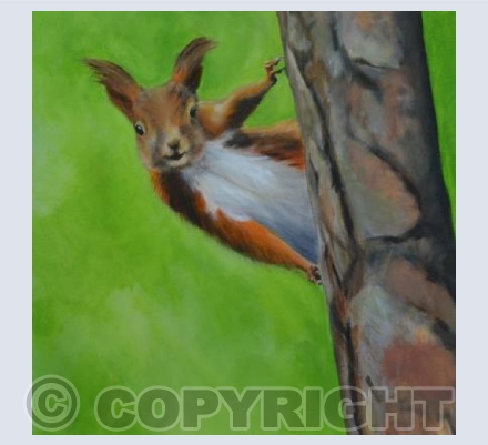 red squirrel