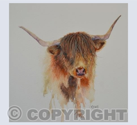 Portrait of a highland coo