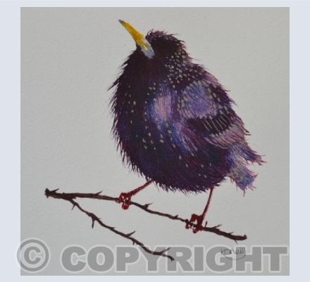 Curious starling