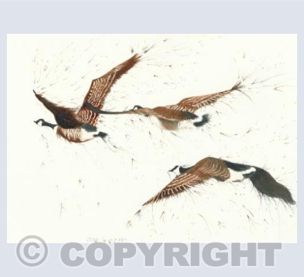 Three Canada geese