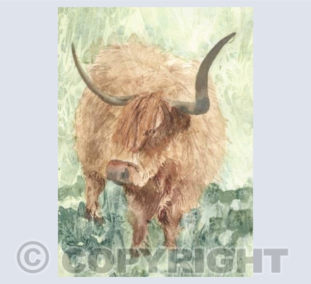 Caithness cow
