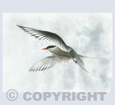 Farne Island Arctic tern
