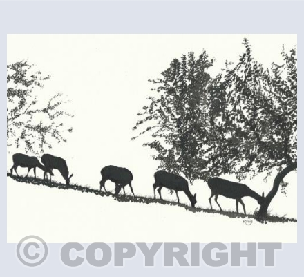 Young deer grazing